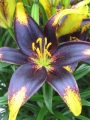 Lily 'Lion Heart'