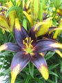 Lionheart Asiatic Lily