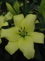 Trebbiano Lily