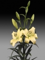 Lilium Trebbiano LA