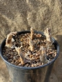 Plant Nerines with necks above surface