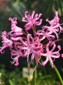 Nerine Bowdenii 