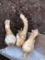 Nerine Bulbs