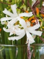 Nerine Bowdenii Alba