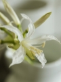 Nerine Bowdenii Alba (white)