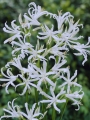 Nerine Bowdenii Alba