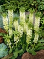 Eucomis Autumnalis