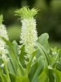 Eucomis Autumnalis