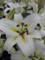 Lily 'Cocossa'