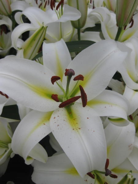 Lily 'Cocossa'