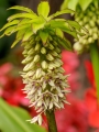 The pineapple lily