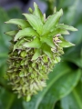 Eucomis Bicolor