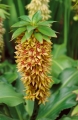 Eucomis Bicolor 'The Pineapple Lily'