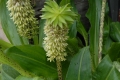 Eucomis Bicolor