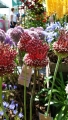 Red Mohican Allium Bulbs 