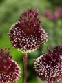 Allium Red Mohican