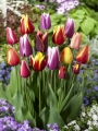 Mixed Tulip Collection