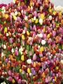Mixed tulips