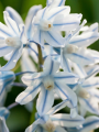 Russian Snowdrops