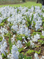 Russian Snowdrop