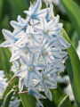Puschkinia (Russian Snowdrops) 