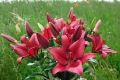 Forza Red LA Lily