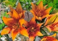 Longwood Lilies