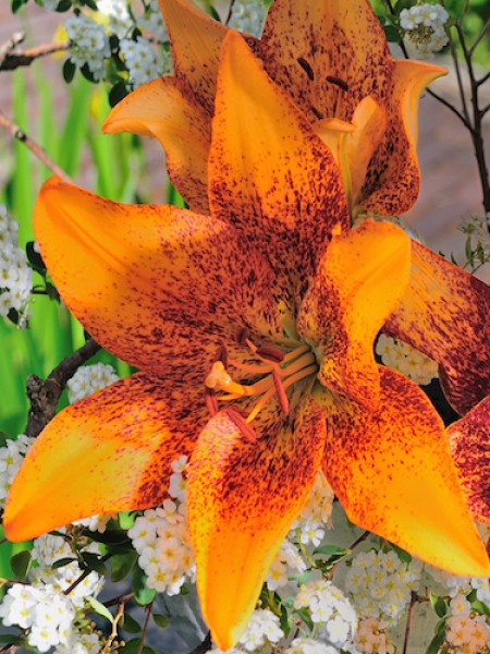 Lily 'Longwood'