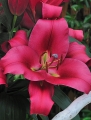 Lily 'Carbonero'