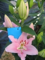 Companion Oriental Lily
