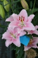 Companion Lily
