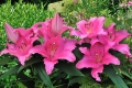 Homerus Oriental Lily