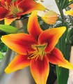 Kaveri Asiatic Lily