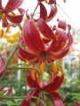 Claude Shride Martagon Lily