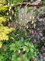 Claude Shride martagon in the garden