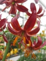 Claude Shride Martagon Lily