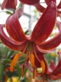 'Claude Shride' Martagon Lily