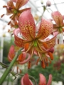 Manitoba Morning Lily