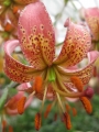 'Manitoba Morning' Martagon Lily
