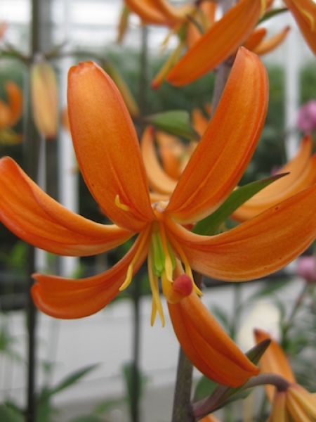 Orange Marmalade Martagon Lily