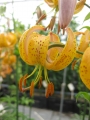 Terrace City Martagon Lily