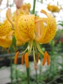 Terrace City Martagon Lily