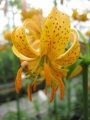 Martagon Lily 'Terrace City'