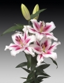 Lily 'Sucinto'