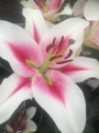 Succinto Lilies