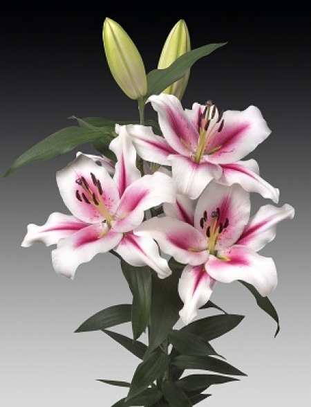 Lily 'Sucinto'