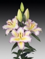 Captain Tricolore Oriental Lily