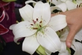 Eyeliner LA Lily