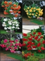 Begonia Pendula Mixed (Pack of 15 Corms) 