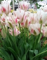Flaming Spring Green Tulips Bulbs